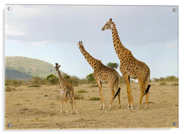 Giraffe family of three Acrylic by Lloyd Fudge