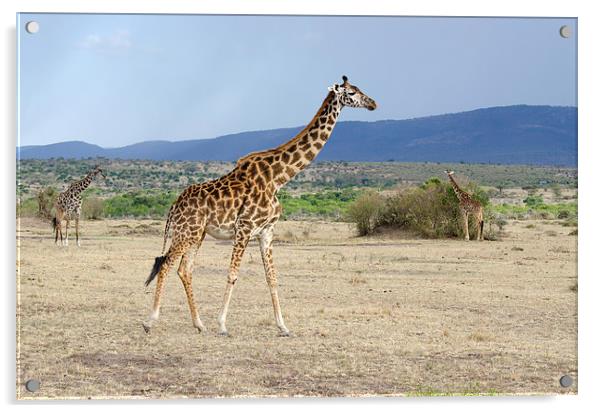 Wild female adult giraffe Acrylic by Lloyd Fudge