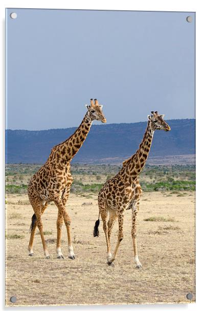 male and female giraffes Acrylic by Lloyd Fudge
