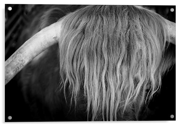 Highland Cattle V6 Acrylic by David Brown