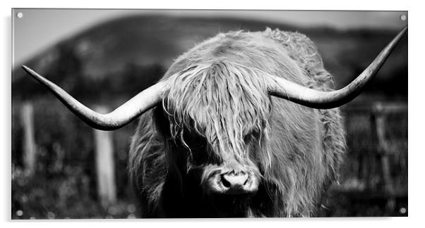 Highland Cattle V10 Acrylic by David Brown