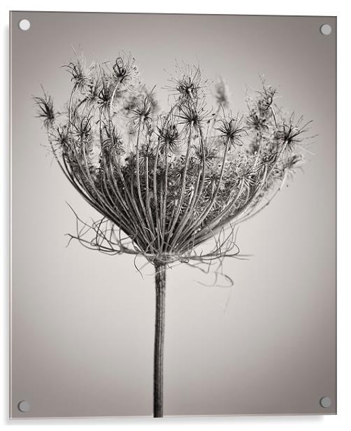 Seed Head in Copper Acrylic by David Brown