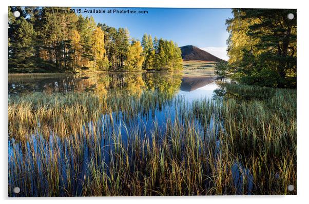  Loch Morig No3 Acrylic by David Brown