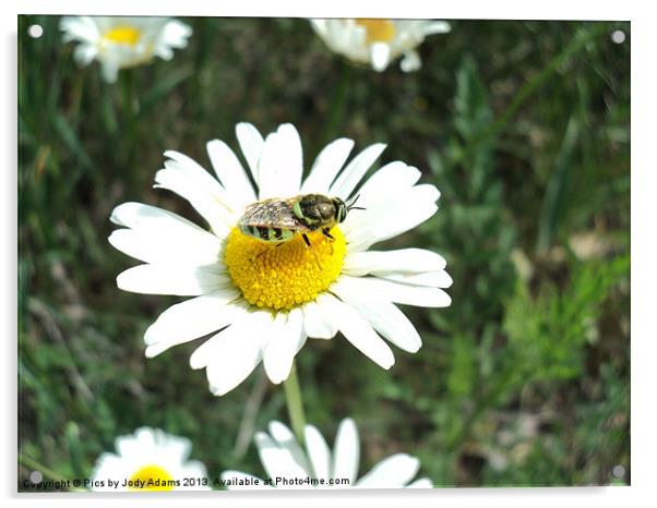 Bee landed on the Daisy Acrylic by Pics by Jody Adams