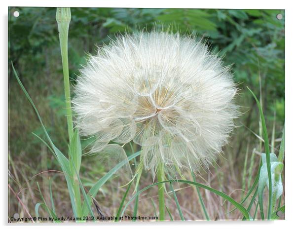 Big Dandelion Acrylic by Pics by Jody Adams