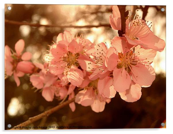 Peach Blossoms Acrylic by Pics by Jody Adams