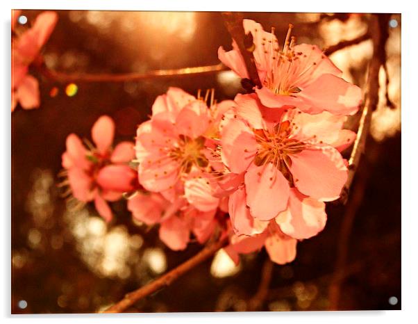 Peach Blossoms Acrylic by Pics by Jody Adams