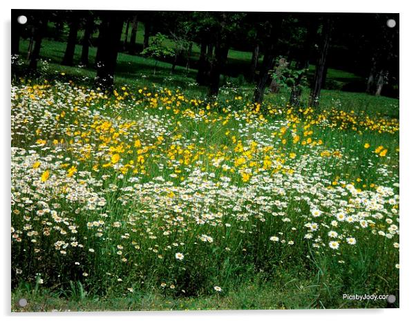 White and Yellow Daisies Acrylic by Pics by Jody Adams