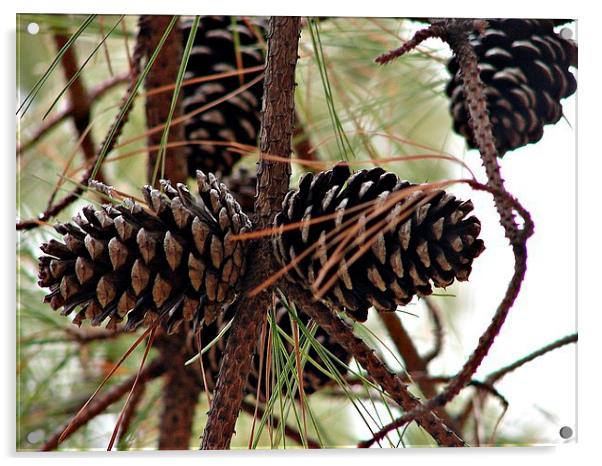 Pine Cones in the Pine Tree Acrylic by Pics by Jody Adams