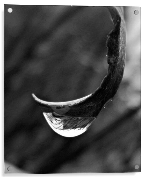 Raindrop BW Acrylic by Pics by Jody Adams