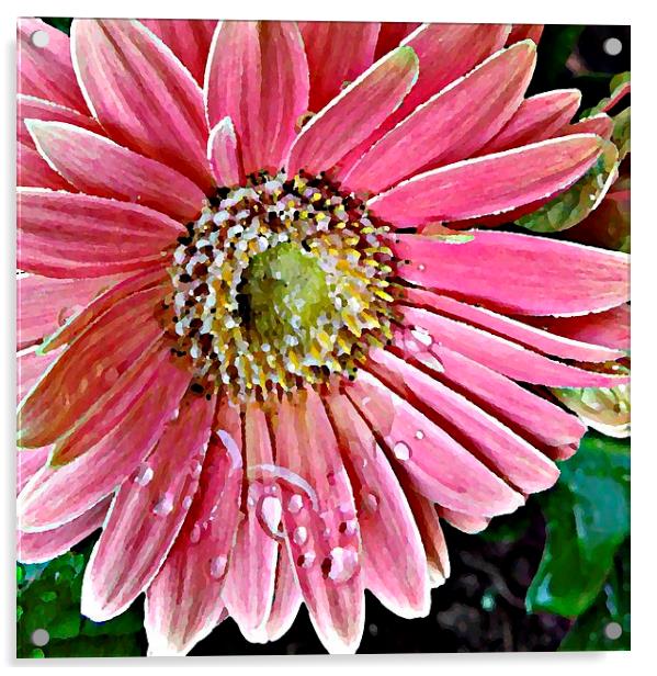 Oil Painting Pink Daisy Acrylic by Pics by Jody Adams