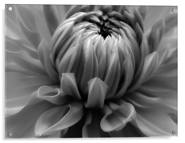 Black & White Dahlie Acrylic by Steve Townsend