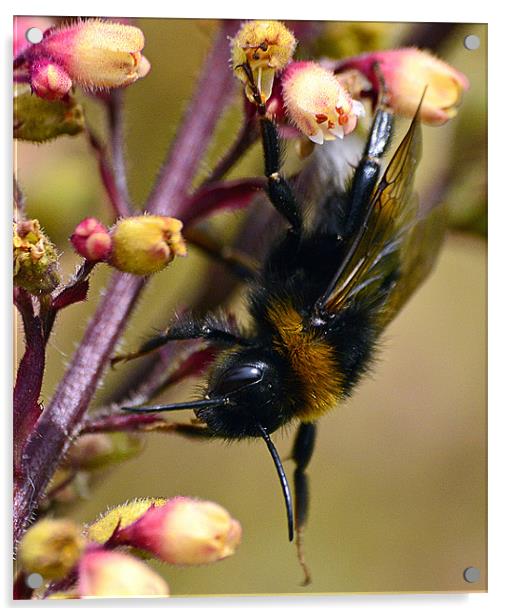 Bumble Bee on Plant Acrylic by Wayne Usher