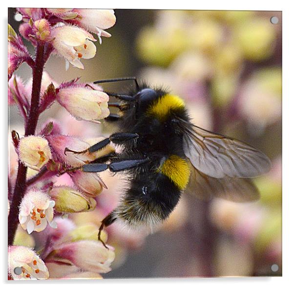 Bumble Bee Collecting Pollen Acrylic by Wayne Usher