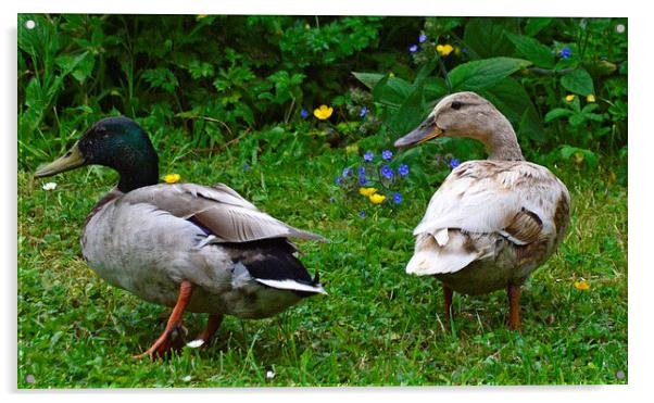Male and Female Mallard Ducks Acrylic by Wayne Usher