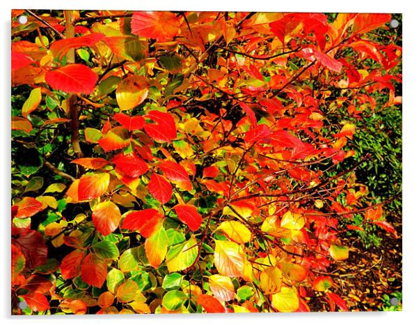 Autumn Colours Acrylic by Colin Richards