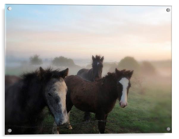 Morning Misty Horses Acrylic by Colin Richards