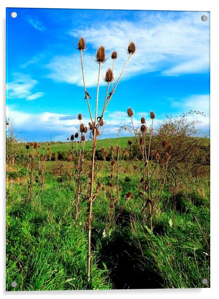 Thistle in the Wind Acrylic by Colin Richards