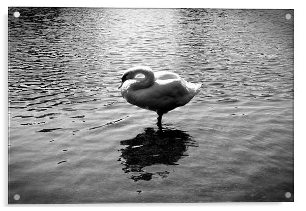  Swan Lake Acrylic by Colin Richards