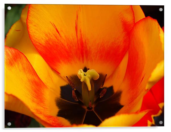 tulip Acrylic by Robert Bennett