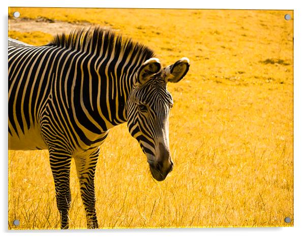 zebra Acrylic by Robert Bennett