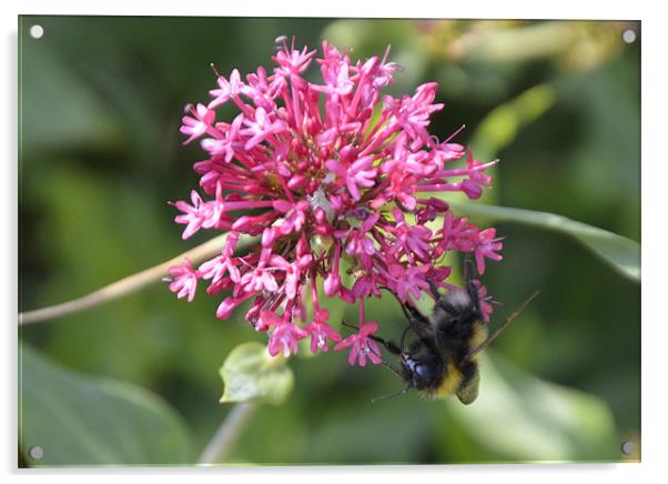Bee pretty in pink Acrylic by Gemma Shipley