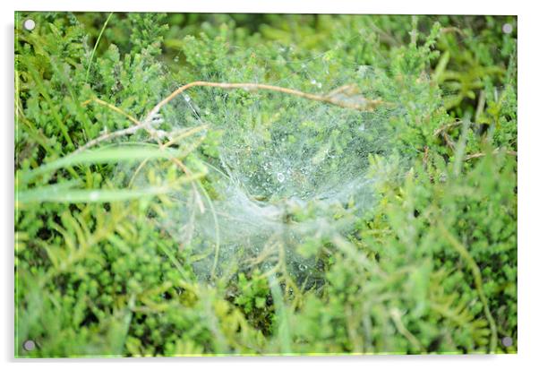 Morning dew on the spiders web Acrylic by Gemma Shipley