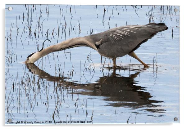 Grey Heron Hunting Acrylic by Wendy Cooper