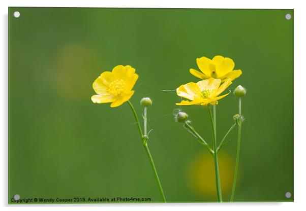 Buttercups in the Meadow Acrylic by Wendy Cooper