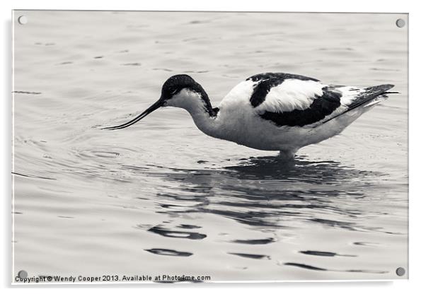 Avocet Acrylic by Wendy Cooper
