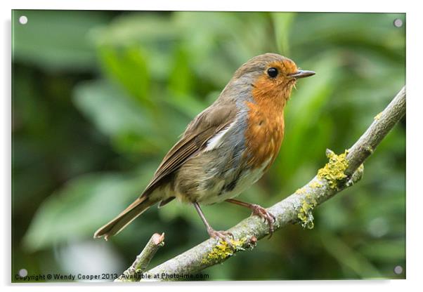 Resident Robin Acrylic by Wendy Cooper