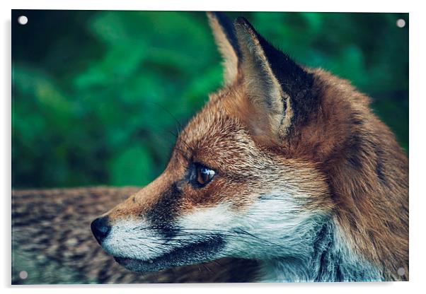 Fox Portrait Acrylic by Aneta Borecka