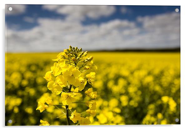 Rapeseed Acrylic by derrick smith