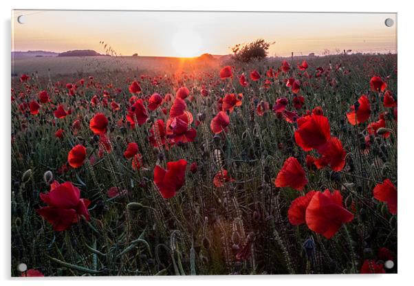 Poppies at Sunset Acrylic by Adam Moseley