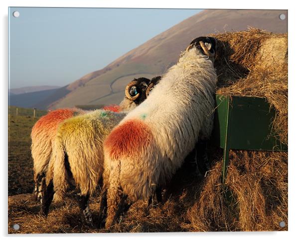 Sheep eating at sundown Acrylic by Craig Roper