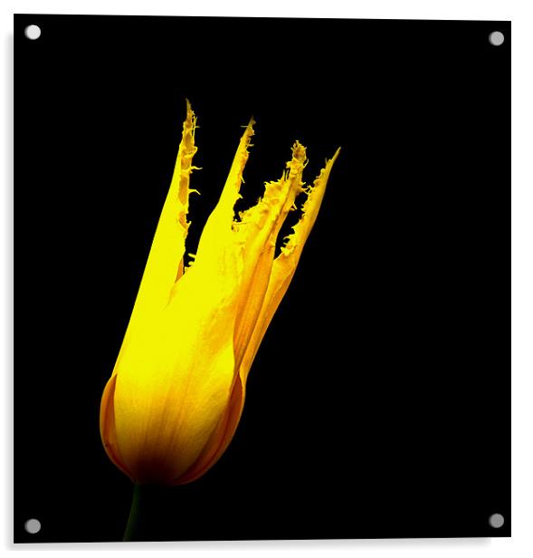 Yellow tulip Acrylic by Ian Flear