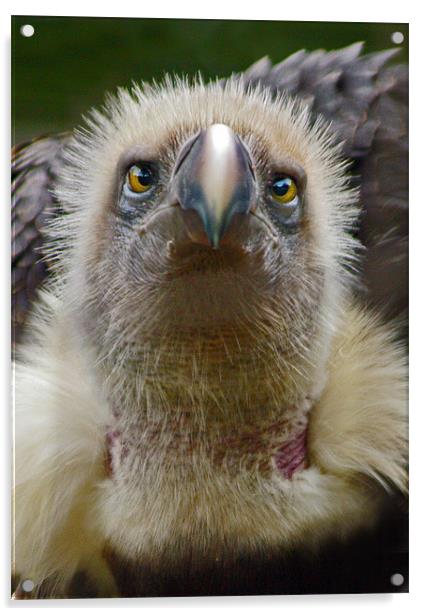 Ruppells Griffon Vulture (Gyps rueppellii) Acrylic by Ian Flear