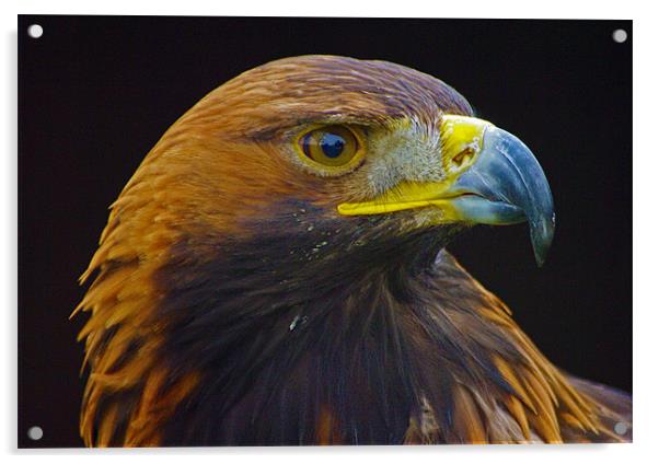 Golden Eagle (Aquila chrysaetos) Acrylic by Ian Flear