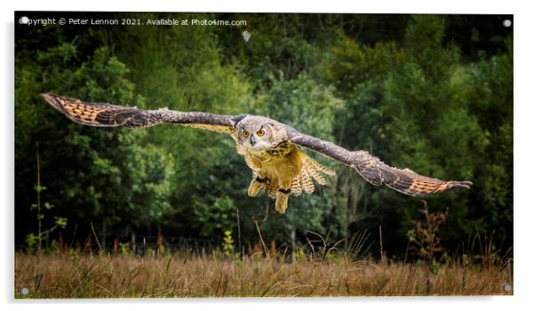 Eurasian Eagle Owl Acrylic by Peter Lennon