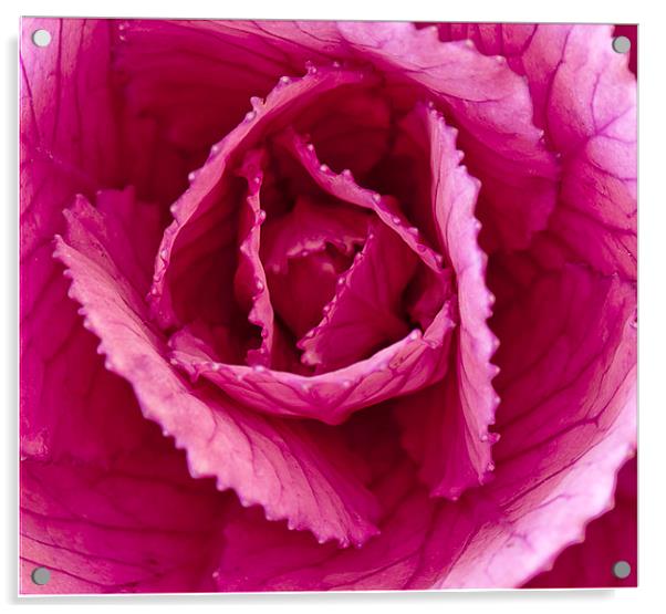 The Ornamental cabbage Acrylic by Peter Lennon