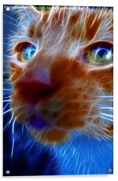  Neon Cat Acrylic by Peter Lennon