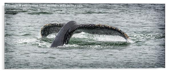  A Whale Of A Tail  Acrylic by Peter Lennon