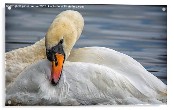 Preening Time Acrylic by Peter Lennon