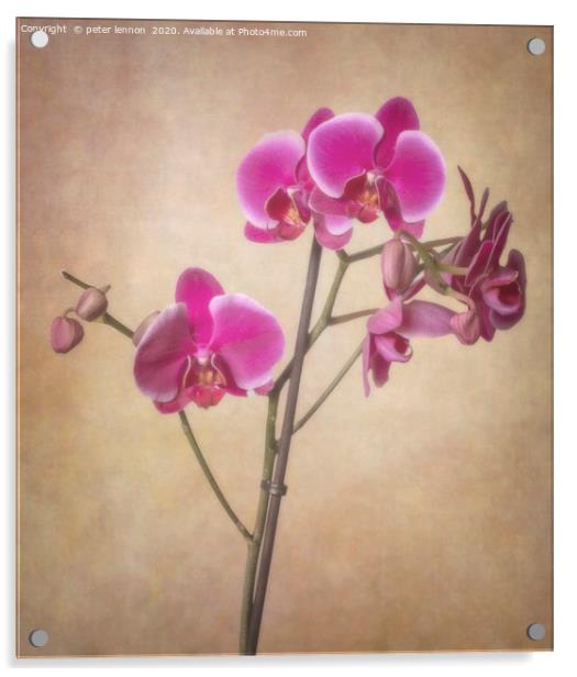 The Orchid Acrylic by Peter Lennon
