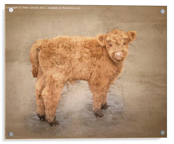 The Highland Calf Acrylic by Peter Lennon