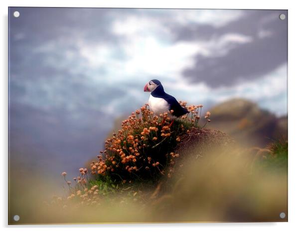 Puffin On The Cliff Edge Acrylic by Anne Macdonald