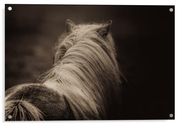 Shetland Pony Looking Away Acrylic by Anne Macdonald