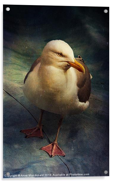 Portrait of a Seagull (Laridae) Acrylic by Anne Macdonald