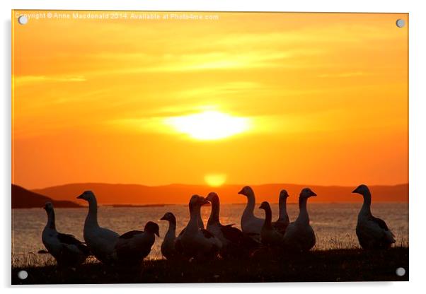  Geese In Sunset Acrylic by Anne Macdonald