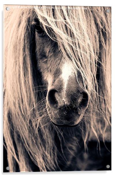 Shetland Pony Portrait Acrylic by Anne Macdonald